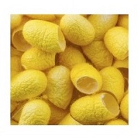 Натуральные золотые шелковые коконы 10 шт. / Yellow silk cocoons 10 pcs